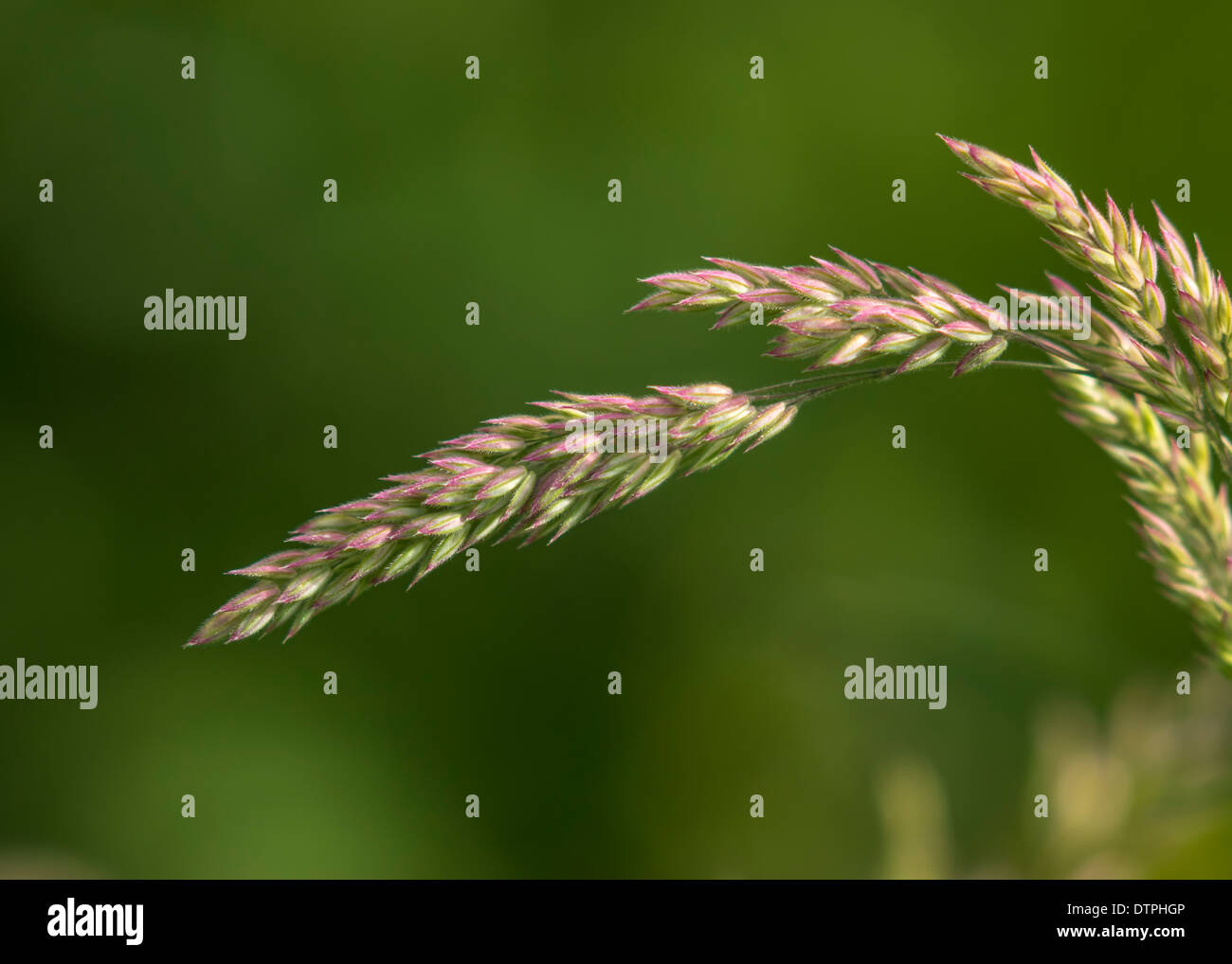 Testa del seme dell'erba Foto Stock