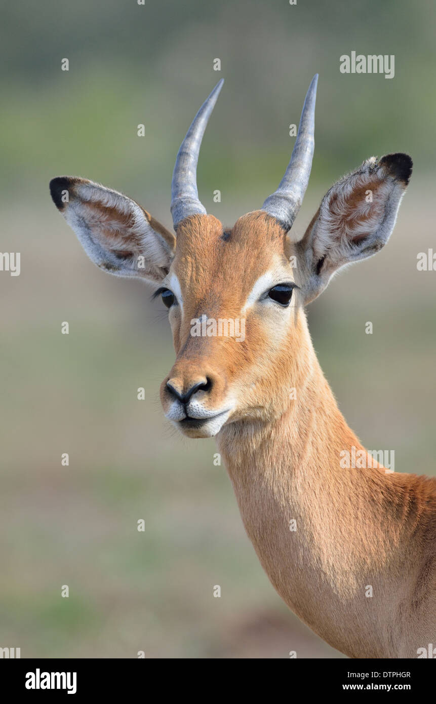 Impala (Aepyceros melampus), Kruger National Park, Sud Africa e Africa Foto Stock