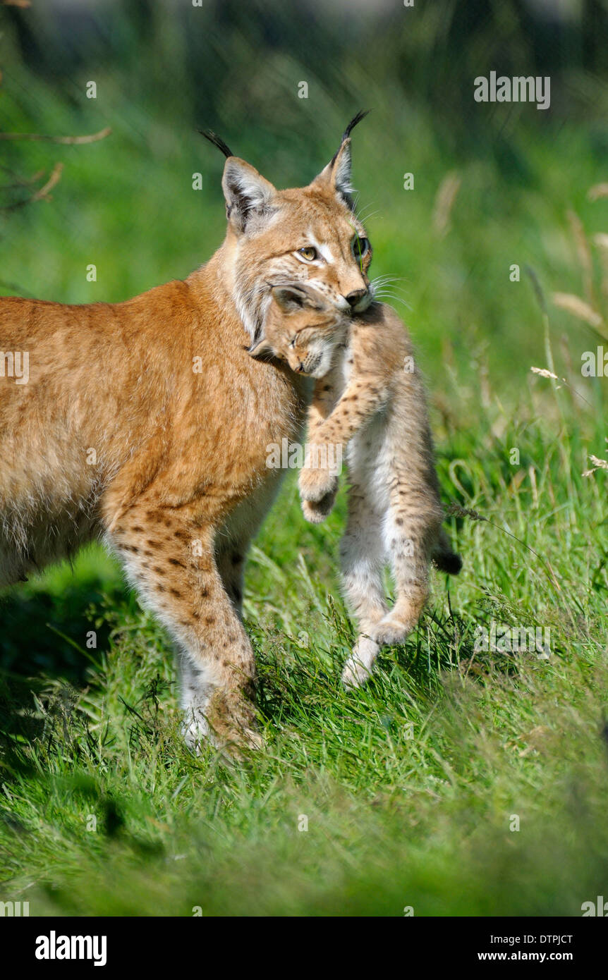 Lince europea, femmina che trasportano cub / (Lynx lynx, Felis lynx) Foto Stock