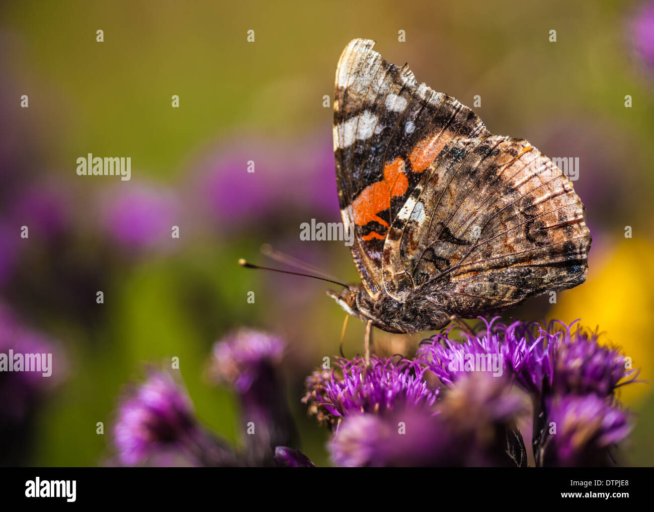 Dipinto di lady Butterfly / vanessa cardui Foto Stock