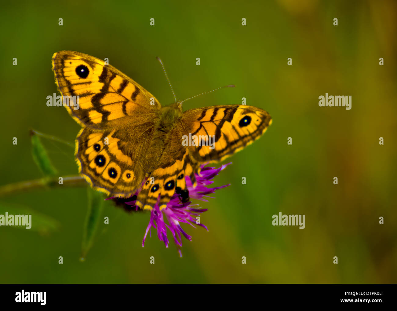 Parete butterfly / lasiommata megera Foto Stock