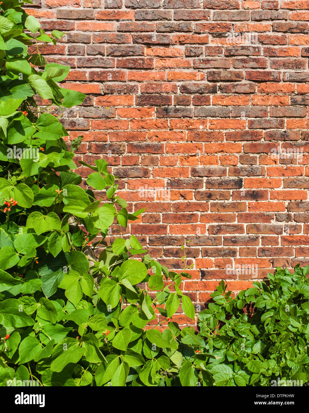 Muro del giardino con verdure crescente e spazio di copia Foto Stock