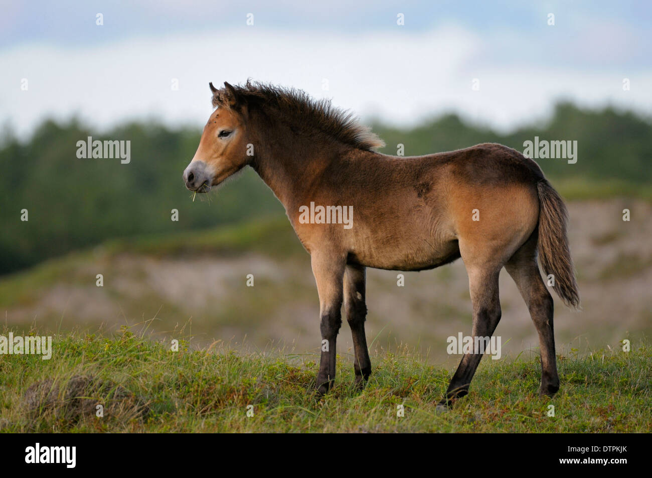 Exmoor Pony, puledro, riserva naturale de Bollekamer, Isola di Texel, Paesi Bassi Foto Stock