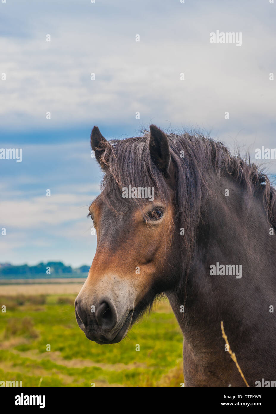 Wild Exmoor Pony Foto Stock