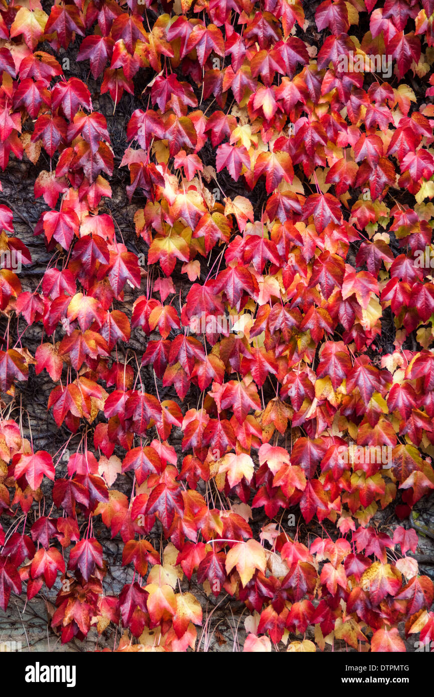Rosso sfondo edera / Texture Foto Stock