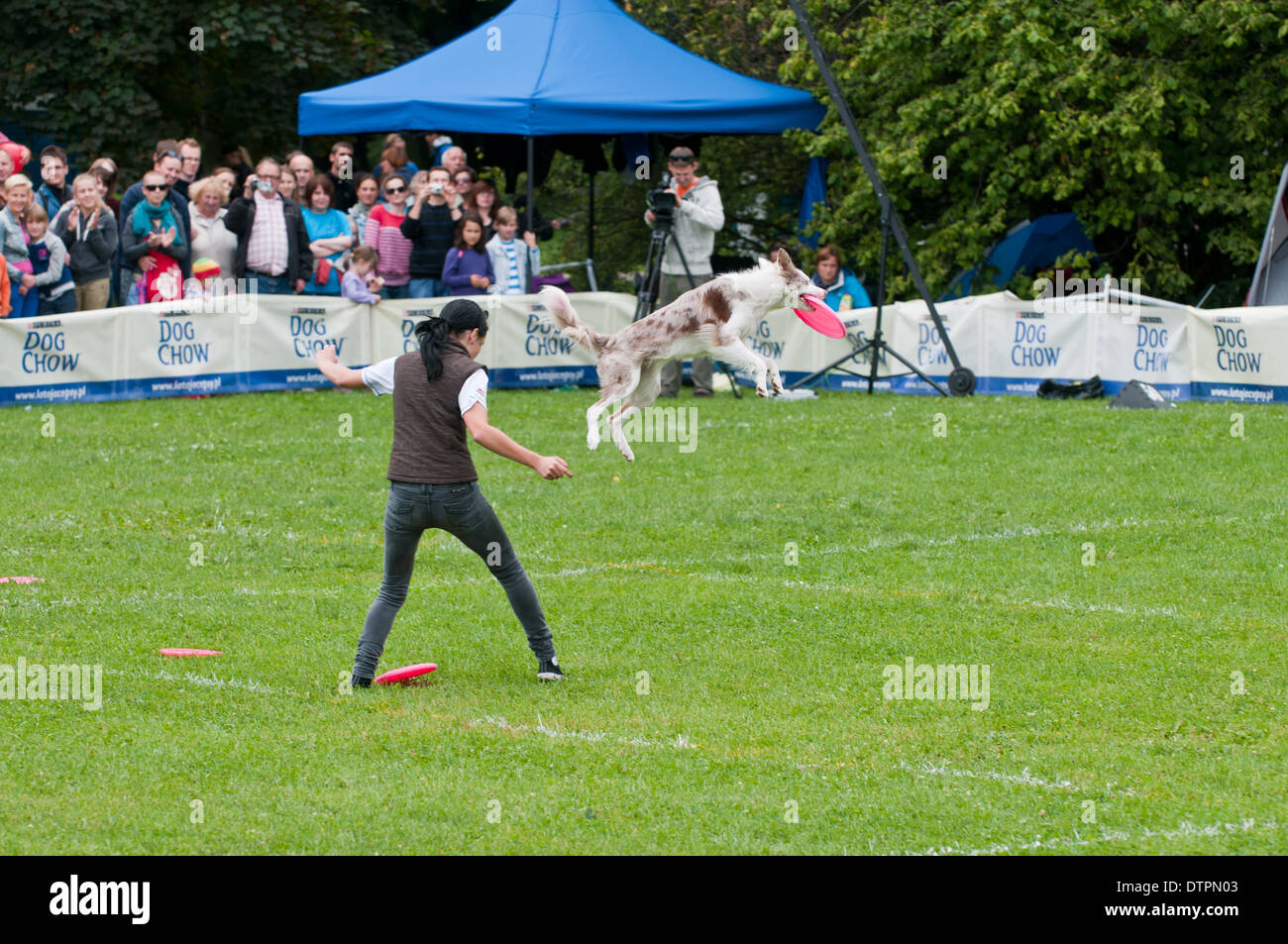 Frisbee cane la concorrenza a Varsavia, Polonia Foto Stock