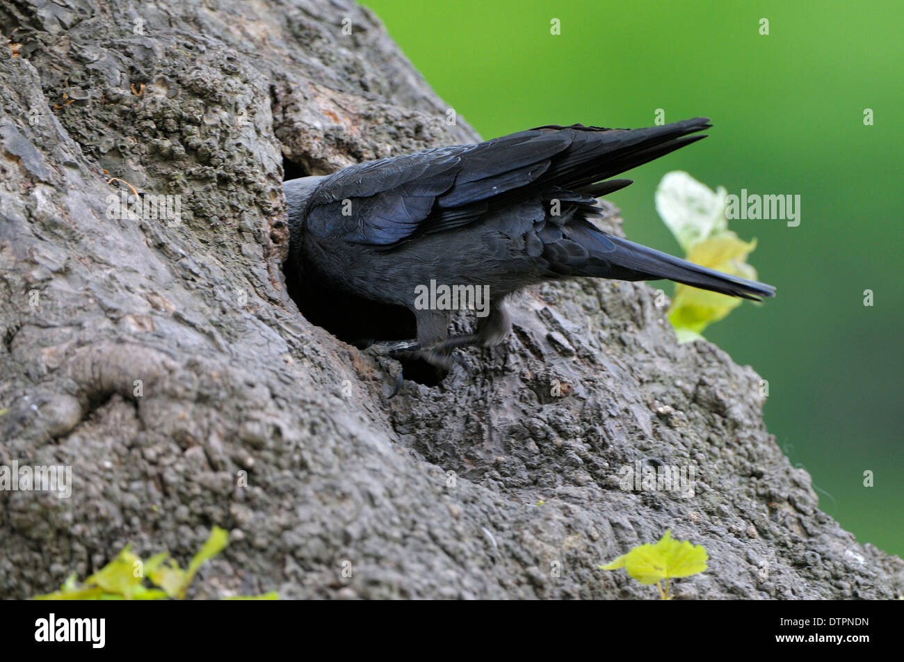 La cornacchia, alimentazione, borken, Germania / (Corvus monedula) Foto Stock