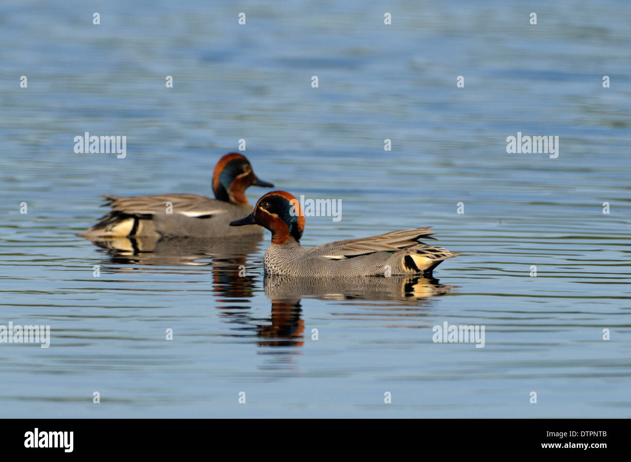 Teal, due maschi, Parco Nazionale di Groote Peel, Maggio, Paesi Bassi / (Anas crecca) Foto Stock