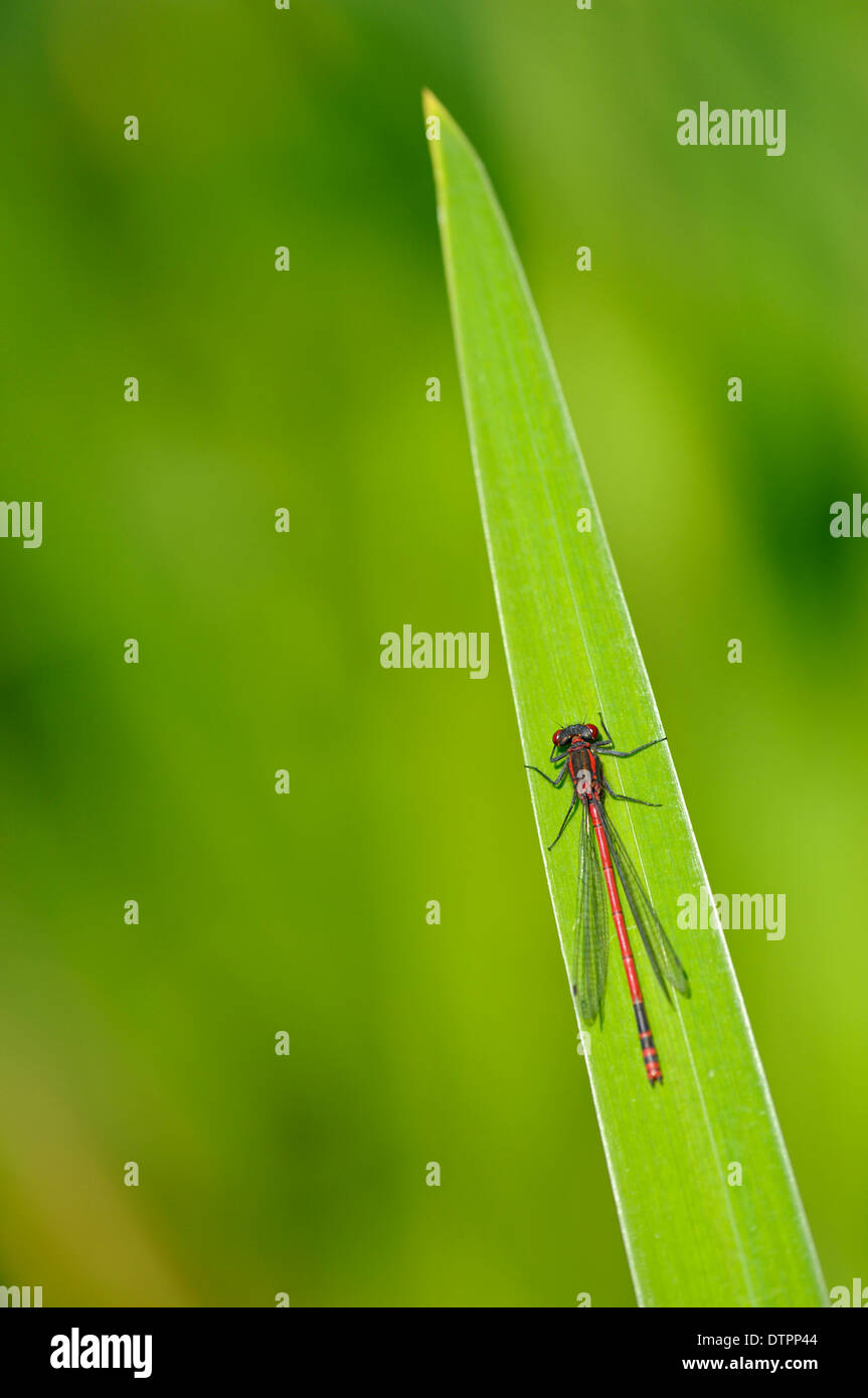 Grandi Damselfly rosso, Oberhausen, Germania / (Phyrrhosoma nymphula) Foto Stock