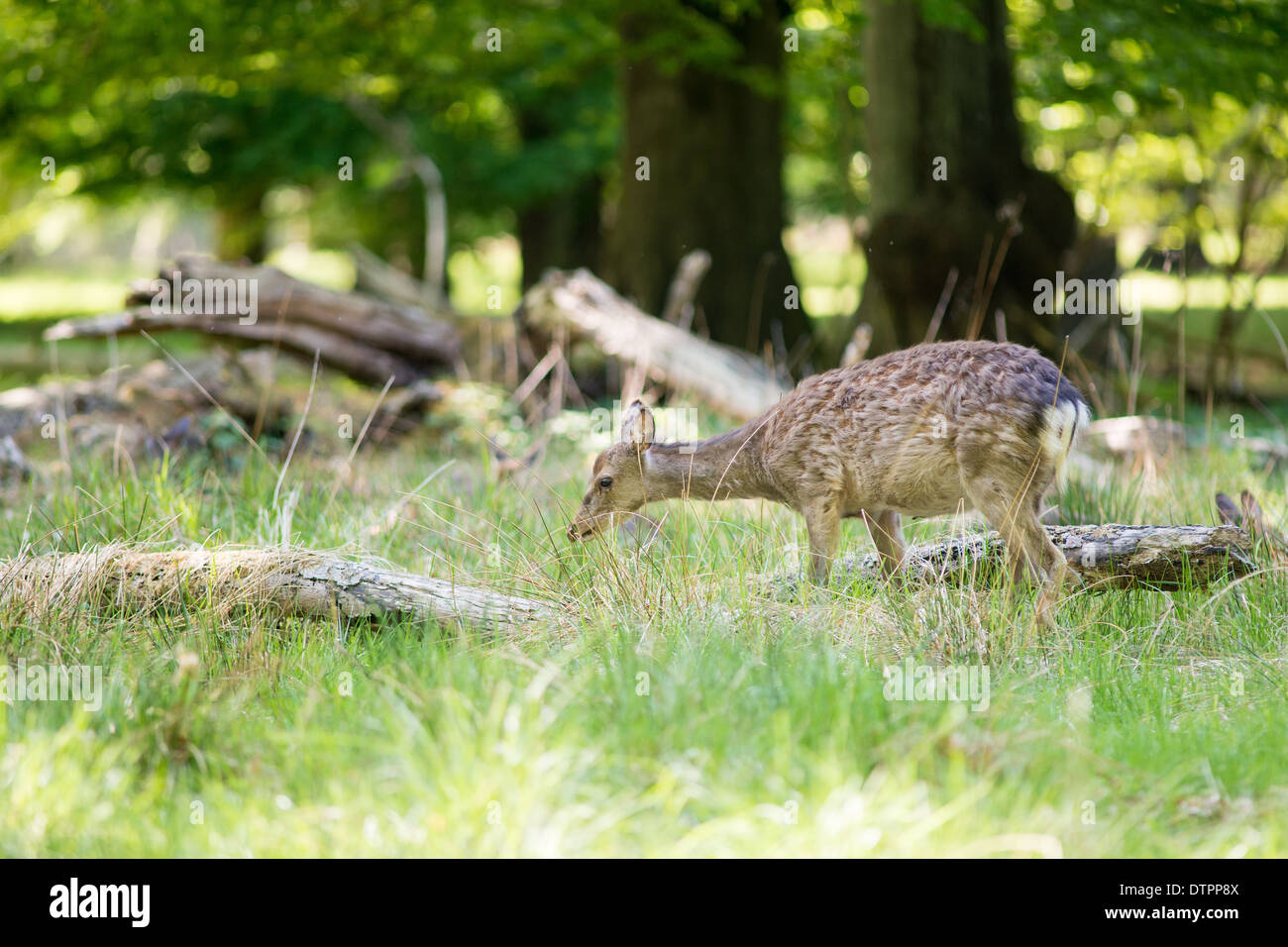 Cervo femmina al pascolo in una foresta in primavera Foto Stock