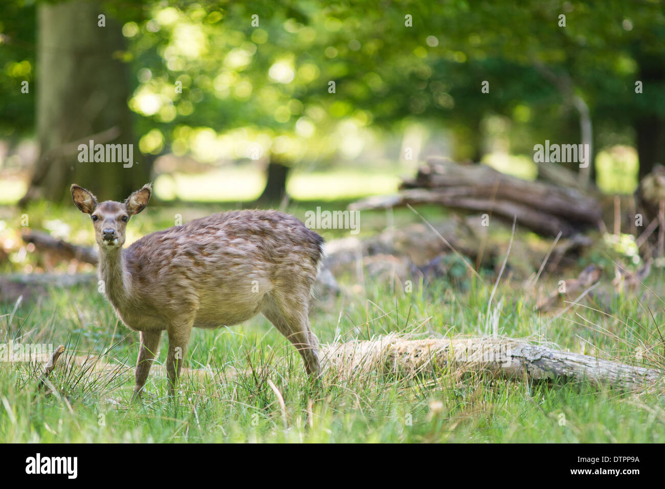Cervo femmina in piedi in una foresta e guardando verso la telecamera Foto Stock