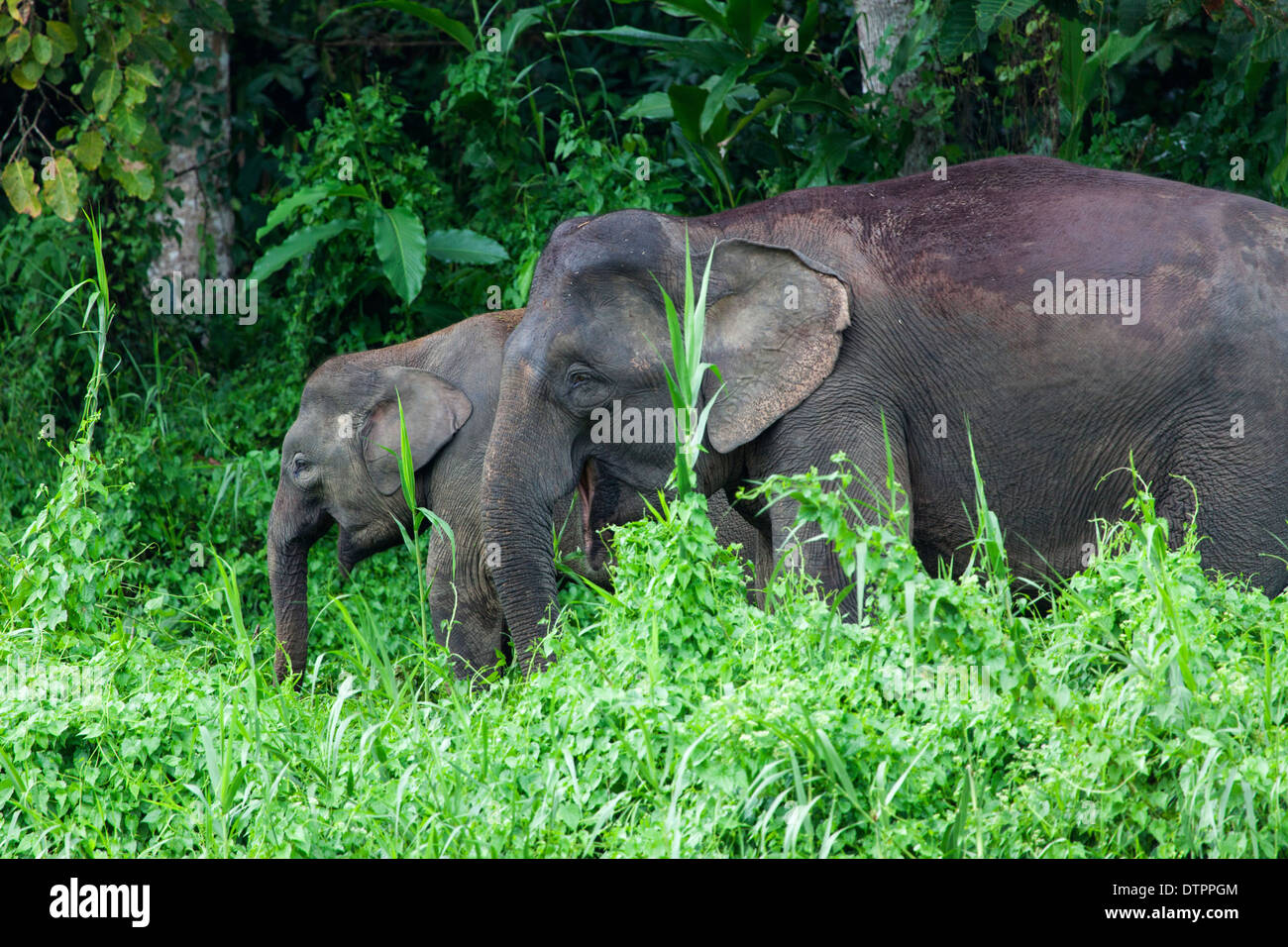 Borneo elefanti pigmeo (Elephas maximus borneensis ) nel Borneo, Malaysia Foto Stock