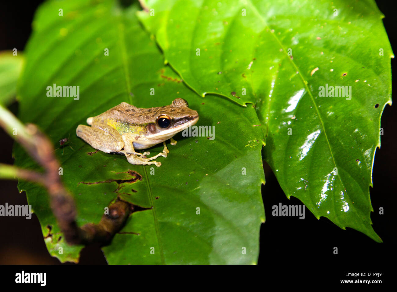 Un dark-eared o mascherato Raganella ( Polypedates macrotis ), su una foglia in Borneo, Malaysia Foto Stock