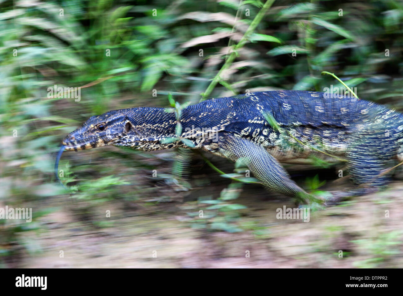 Un Monitor acqua (Varanus salvator), nel Borneo, Malaysia Foto Stock