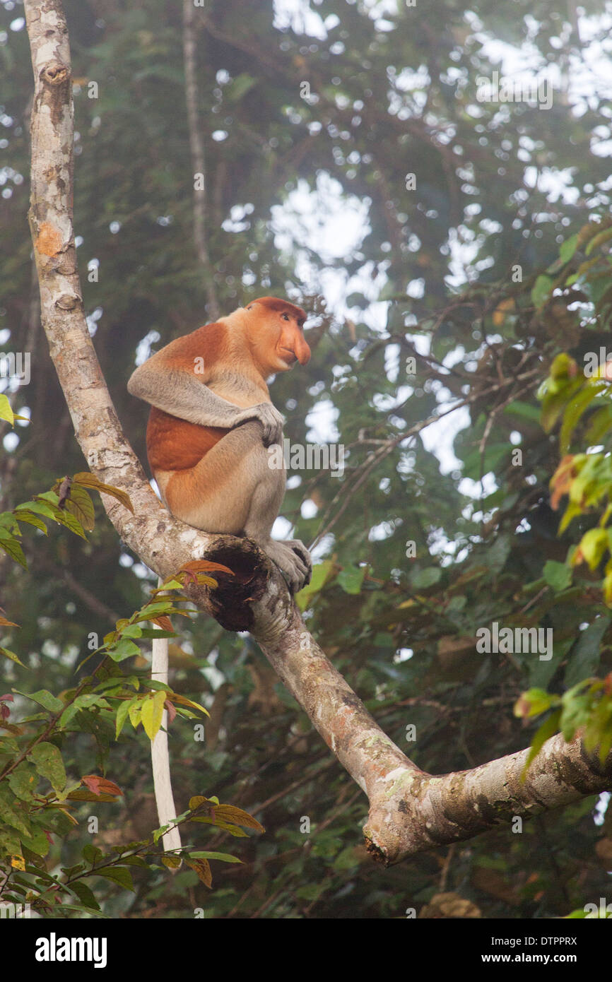 Wild proboscide di scimmia (Nasalis larvatus) nella nebbia mattutina nel Borneo, Malaysia Foto Stock