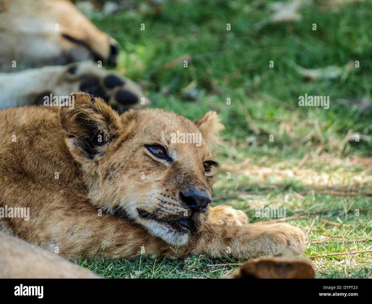 Lion cub in appoggio Foto Stock