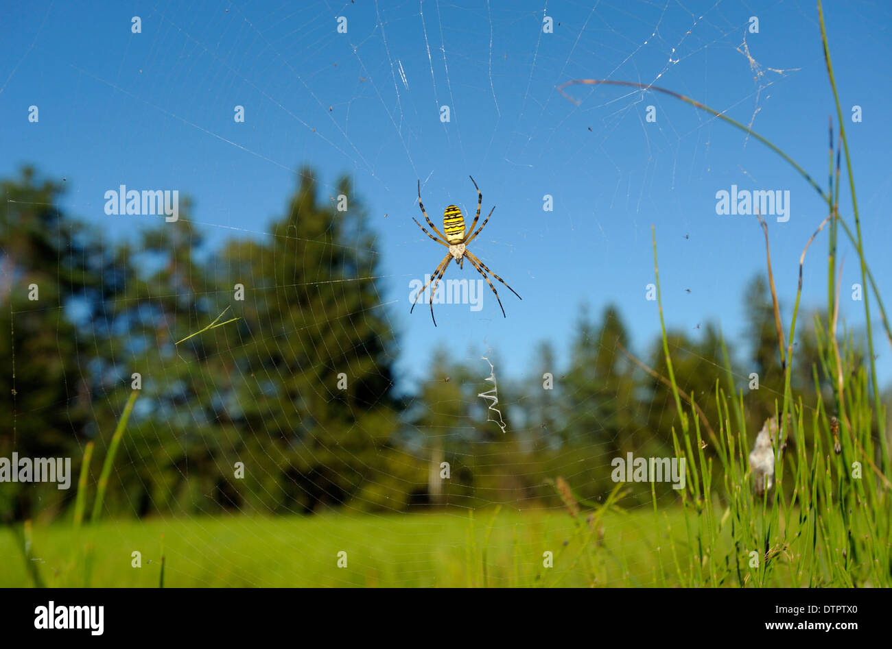 Wasp Spider, Eggstaett, Baviera, Germania / (Argiope bruennichi) Foto Stock