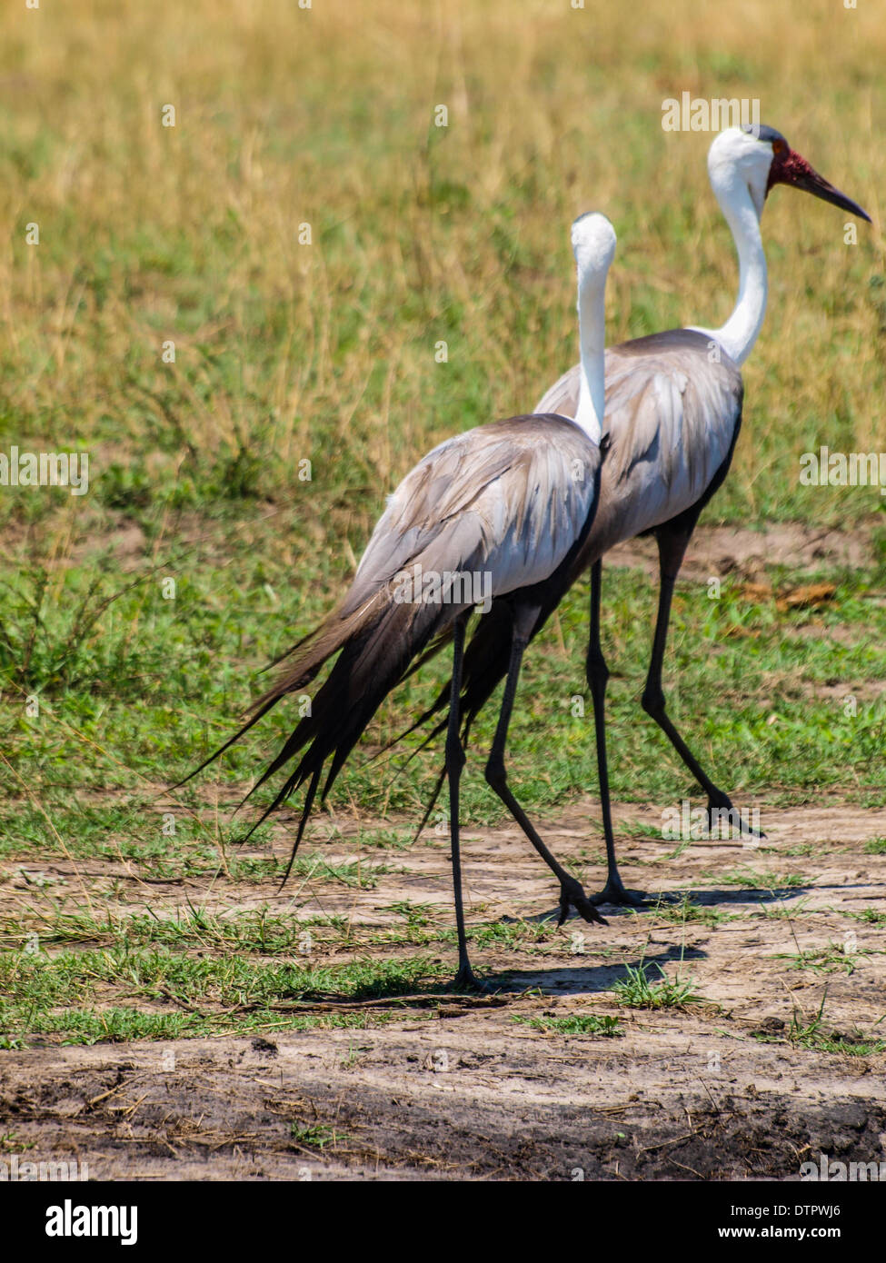 Wattled crane giovane a piedi Foto Stock