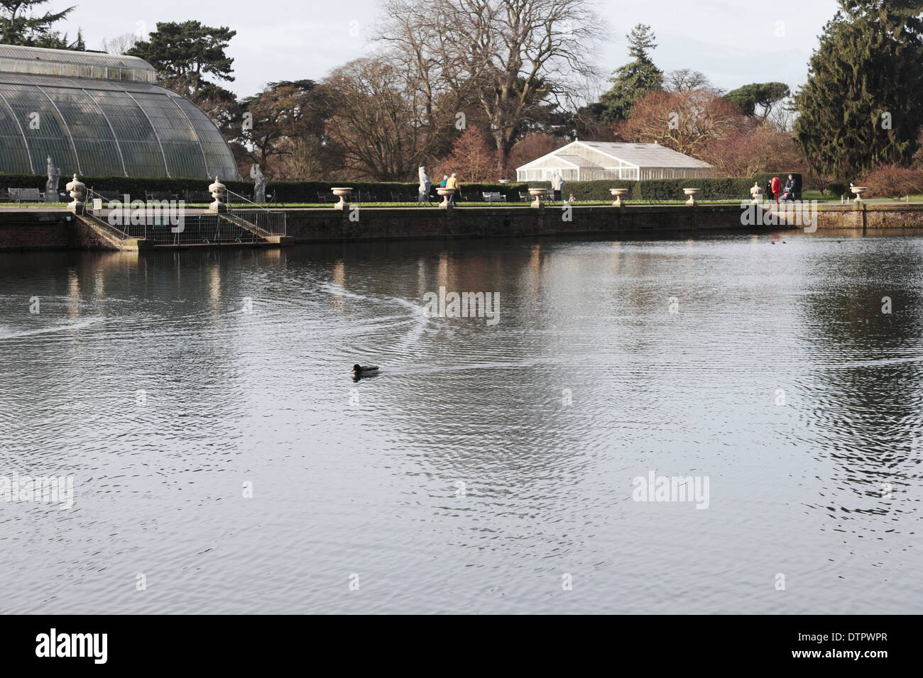 Duck sulle sponde di un lago in Kew Royal Botanical Garden Foto Stock