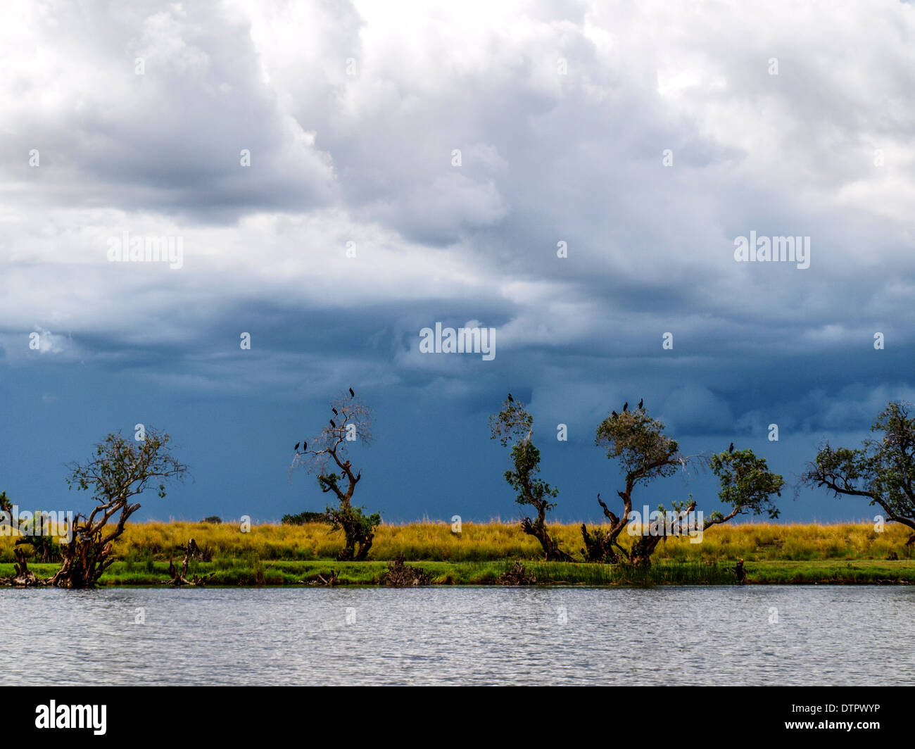 Fiume Chobe paesaggio con dark cielo velato e alberi pieni di uccelli Foto Stock