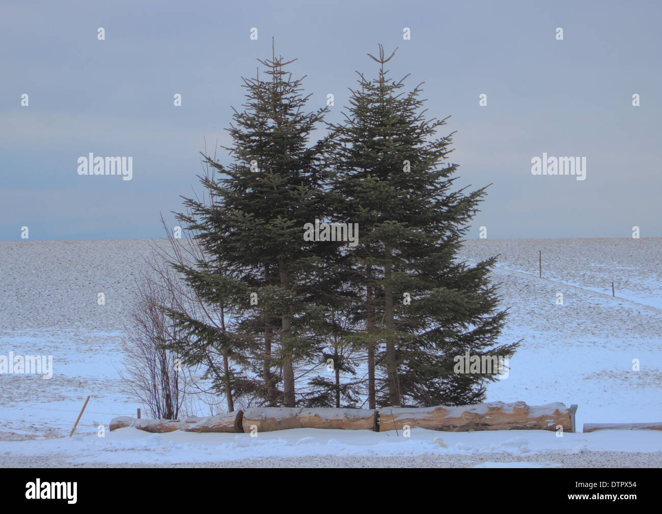 Coppia di pini al campo nevoso nel torbido inverno mattina Foto Stock