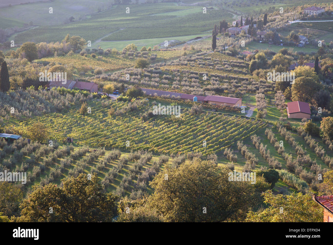 Campi di oliveti e vigneti nella valle sottostante Montepulciano Toscana meridionale, Italia. Credito Jo Whitworth Foto Stock