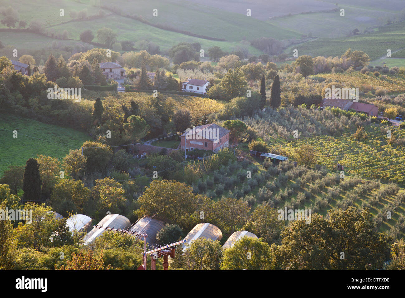 Campi di oliveti e vigneti nella valle sottostante Montepulciano Toscana meridionale, Italia. Credito Jo Whitworth Foto Stock