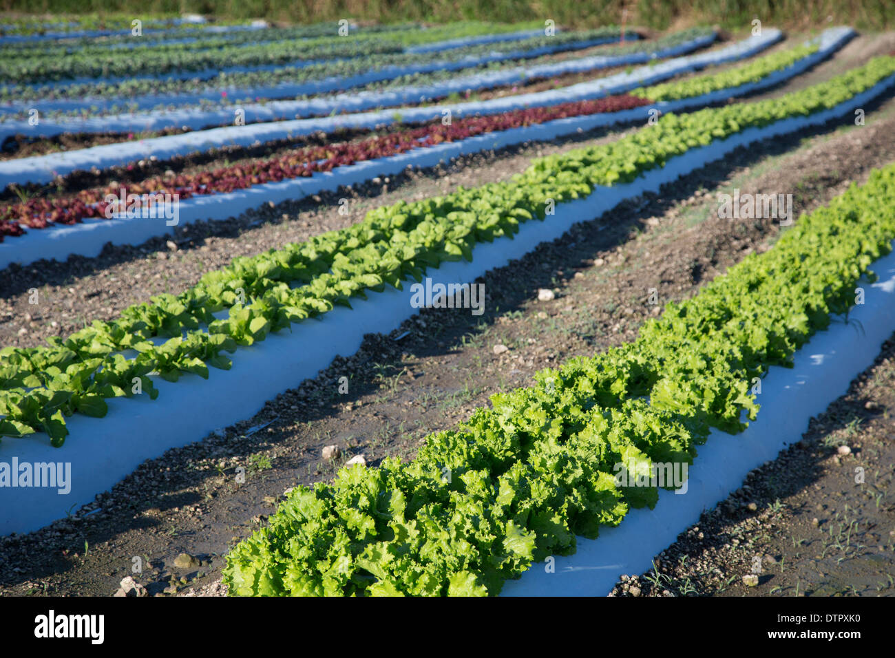 Azienda agricola biologica vicino a Miami che impiega ex senzatetto. Foto Stock