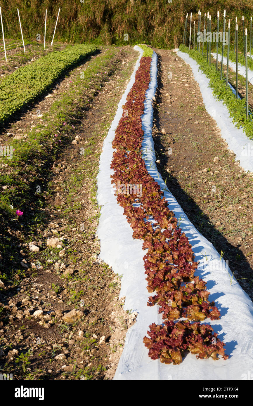 Azienda agricola biologica vicino a Miami che impiega ex senzatetto. Foto Stock