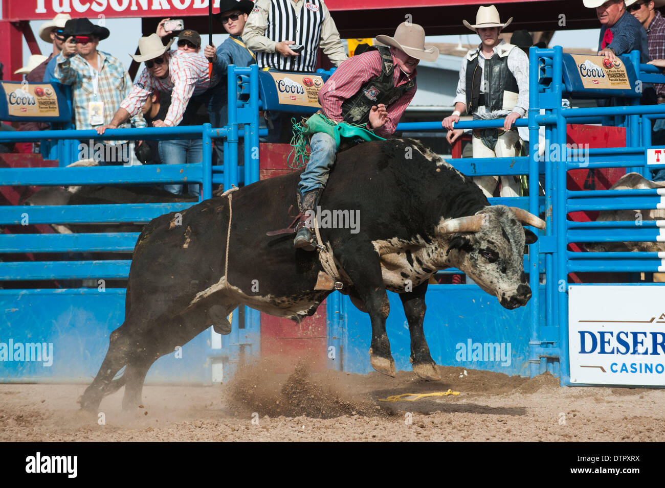 Tucson, Arizona, Stati Uniti. Il 22 febbraio, 2014. BRADY PORTENIER prende una svolta sulla bolla "'Drop tempo'' durante l'evento bullriding sul penultimo giorno del Fiesta de Los Vaqueros a Tucson, in Arizona Credito: Sarà Seberger/ZUMAPRESS.com/Alamy Live News Foto Stock