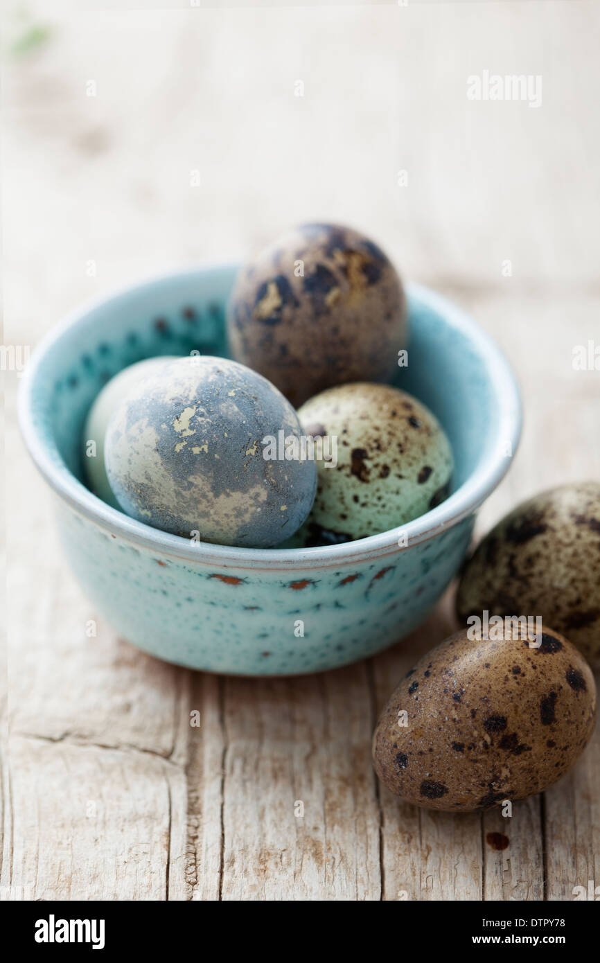 uova di quaglie Foto Stock