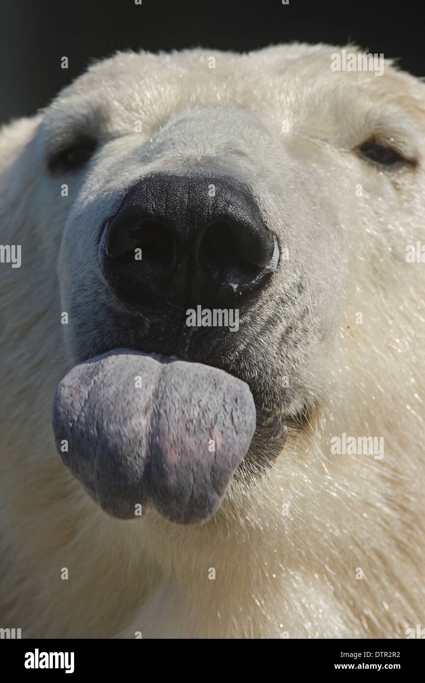 Testa di orso polare (Thalassarctos maritimus) mettere è la lingua di fuori Foto Stock