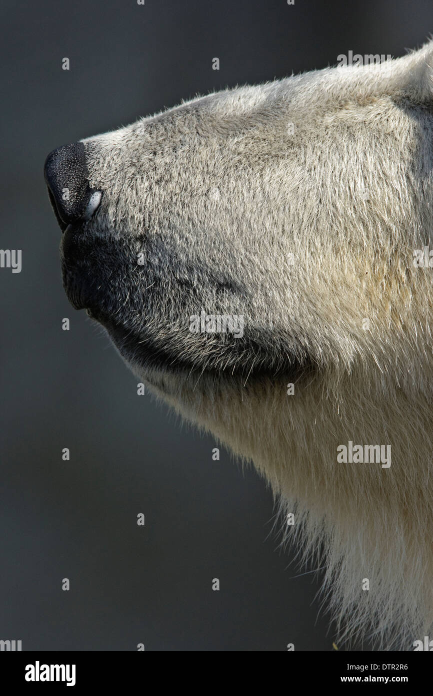 Testa di felice orso polare (Thalassarctos maritimus) Foto Stock