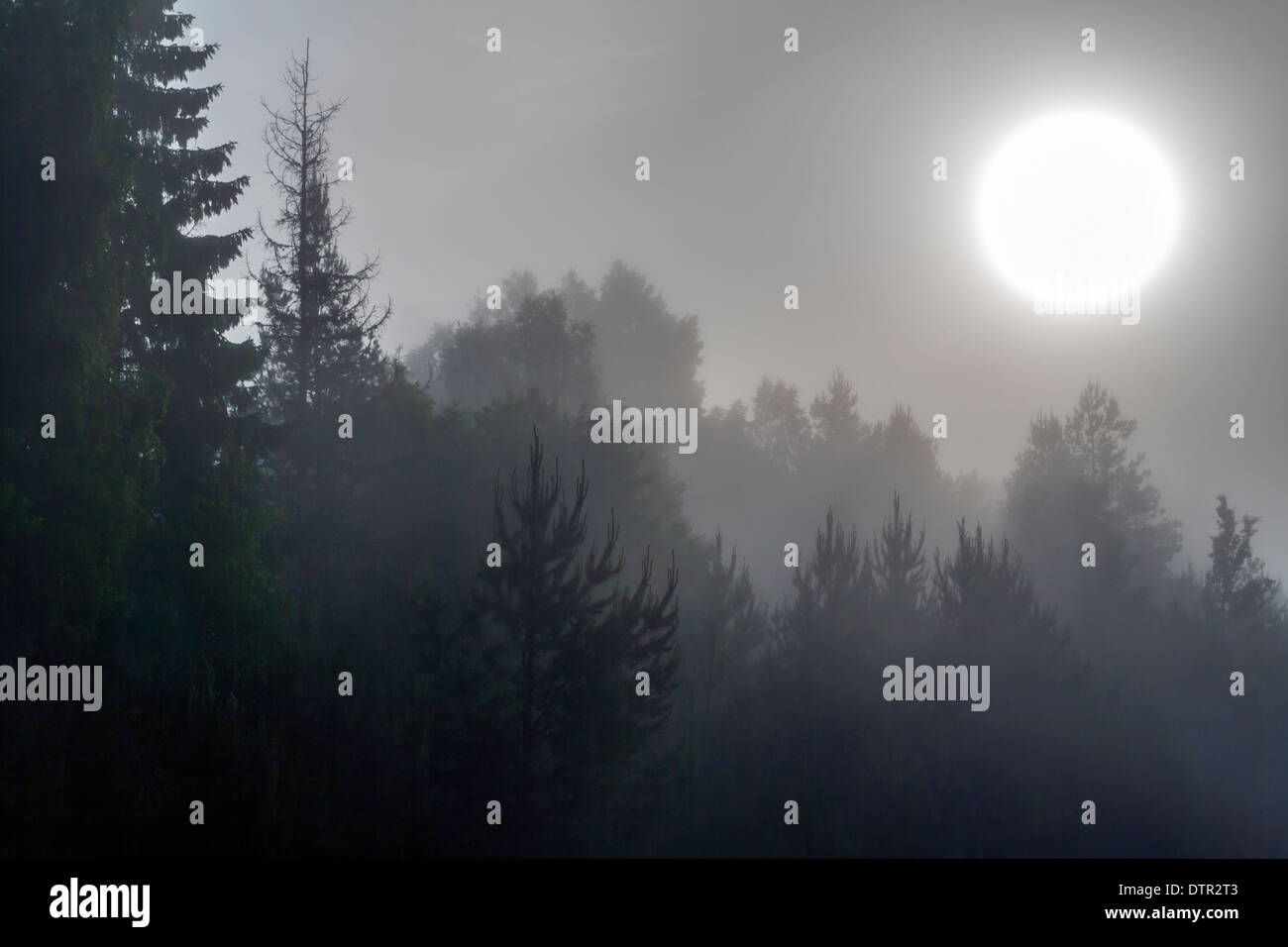 Sole di mattina attraverso una fitta nebbia con abeti stagliano in primo piano Foto Stock