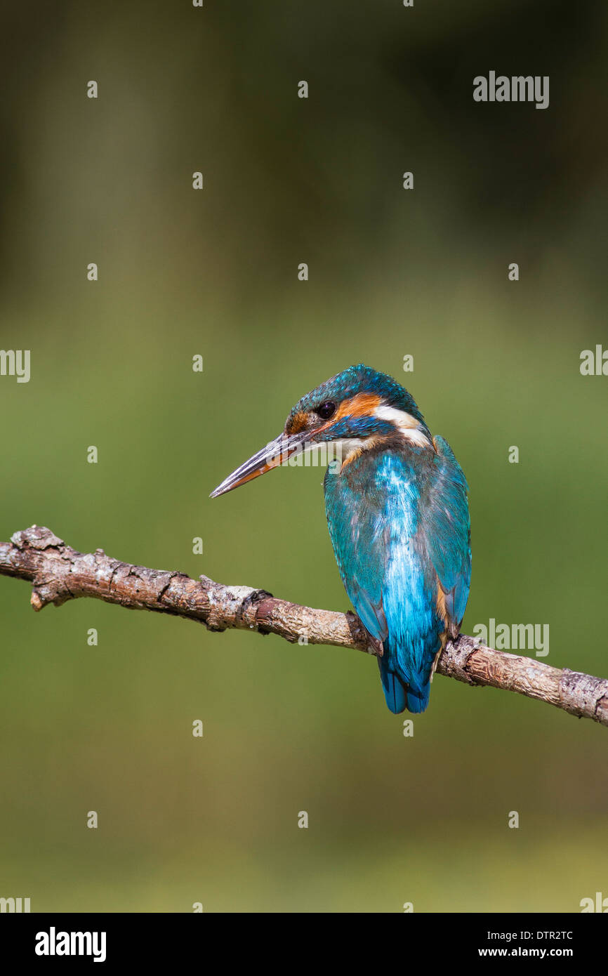 Comune femmina kingfisher Alcedo atthis appollaiato Foto Stock