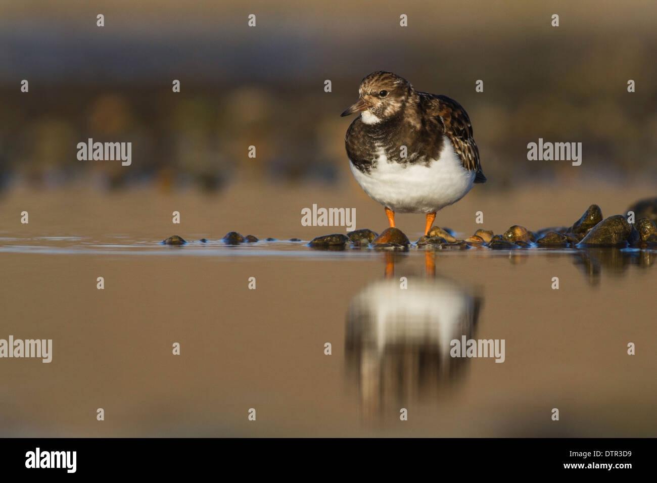 Turnstone arenaria interpres su una piccola piscina costiera Foto Stock