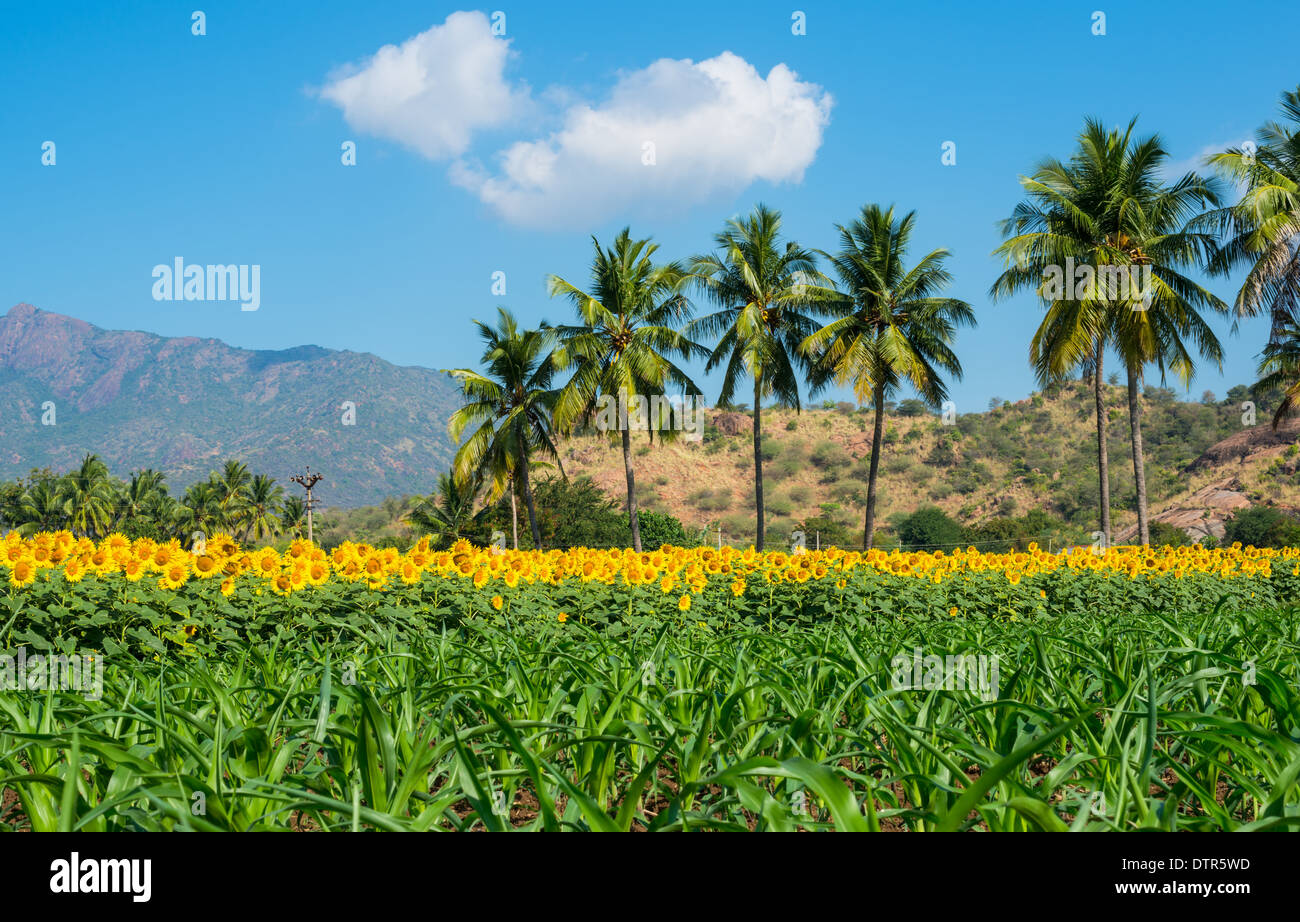 Bellissimo paesaggio con un campo di girasoli e giovani colpi di mais nuvoloso cielo blu con palme e montagne Foto Stock