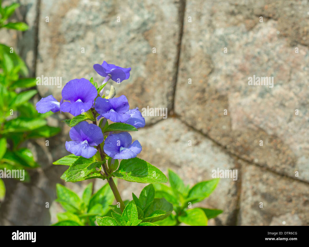 Fiore blu su una parete di sfondo di rottura Foto Stock
