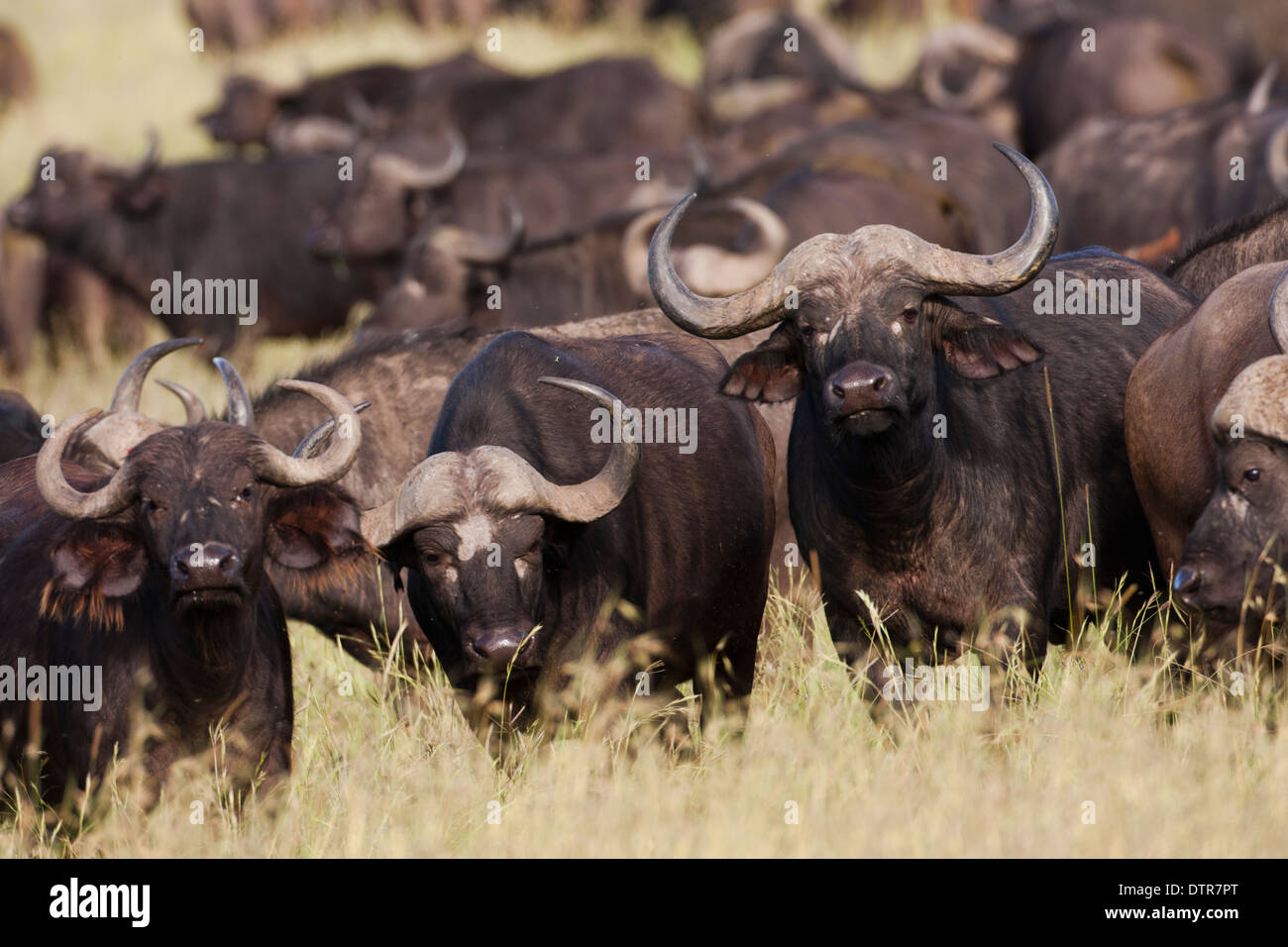 Una mandria di bufali africani o bufali (Syncerus caffer) Foto Stock