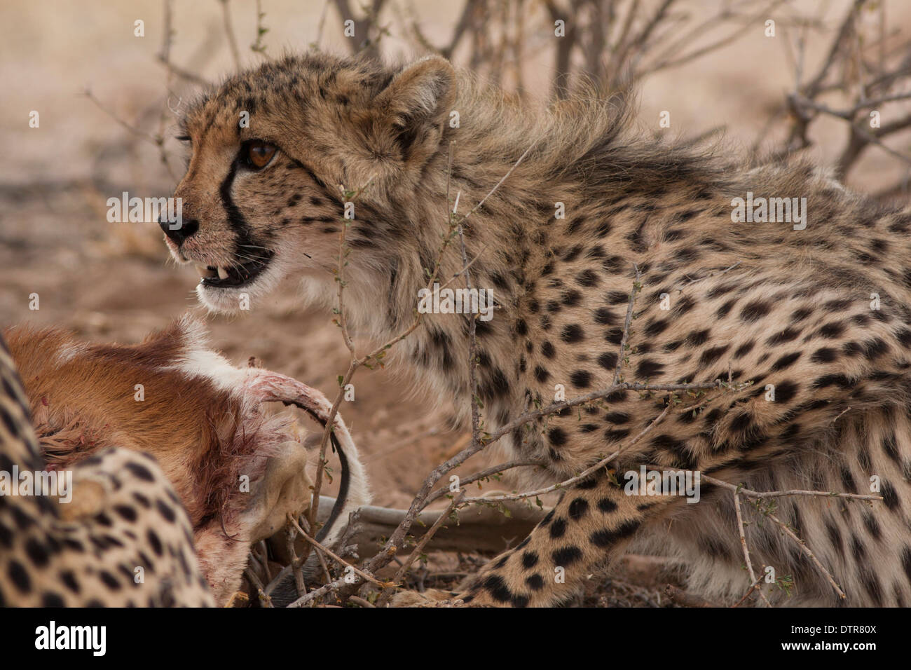 Cheetah cub nel deserto del Kalahari Foto Stock
