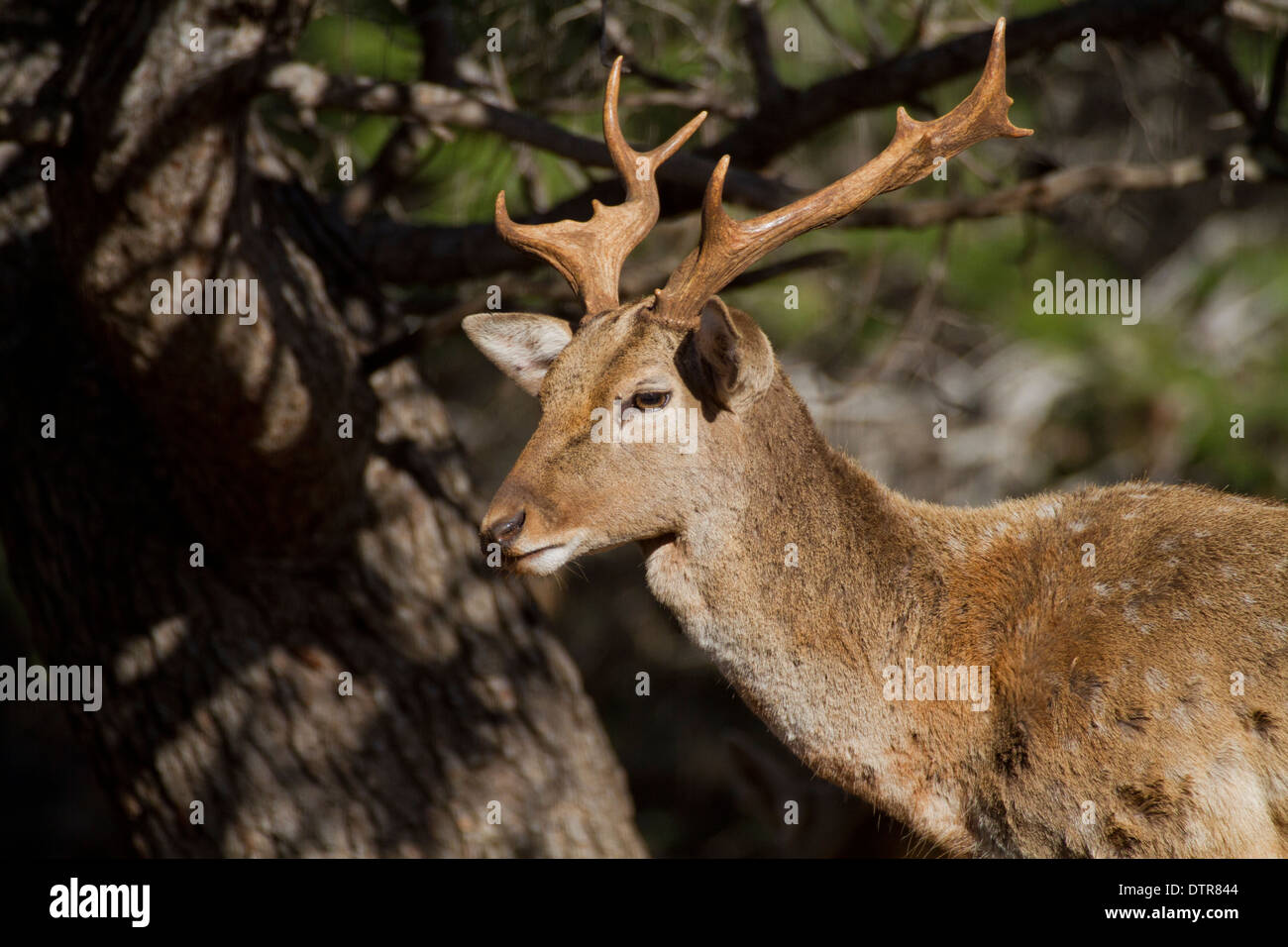 Maschio (mesopotamiche persiano) Daini (Dama Dama Mesopotamica) fotografato in Israele, Carmelo montagna in inverno Foto Stock