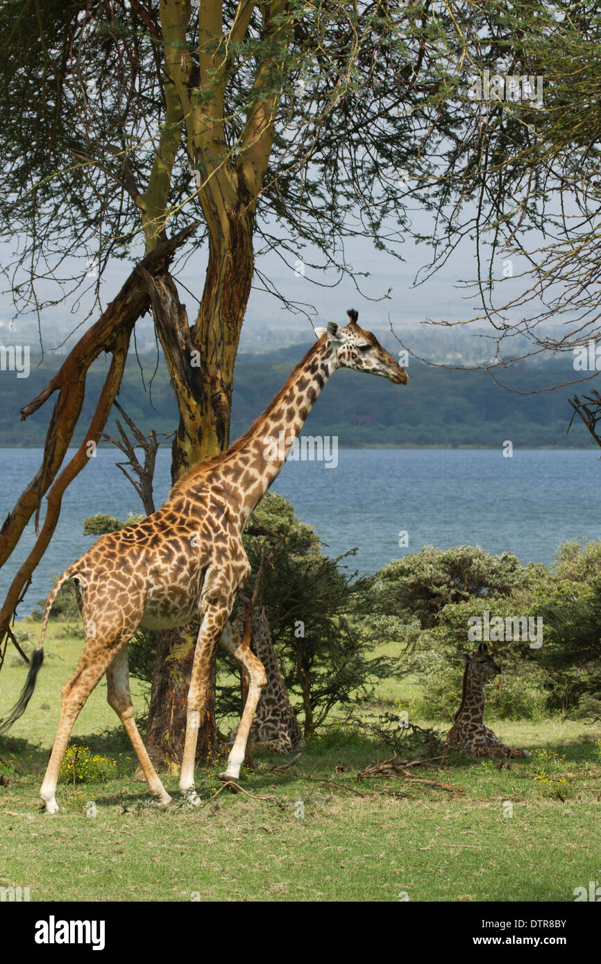 Un Masai Giraffe (Giraffa camelopardalis tippelskirchi) sotto un albero di Acacia Foto Stock