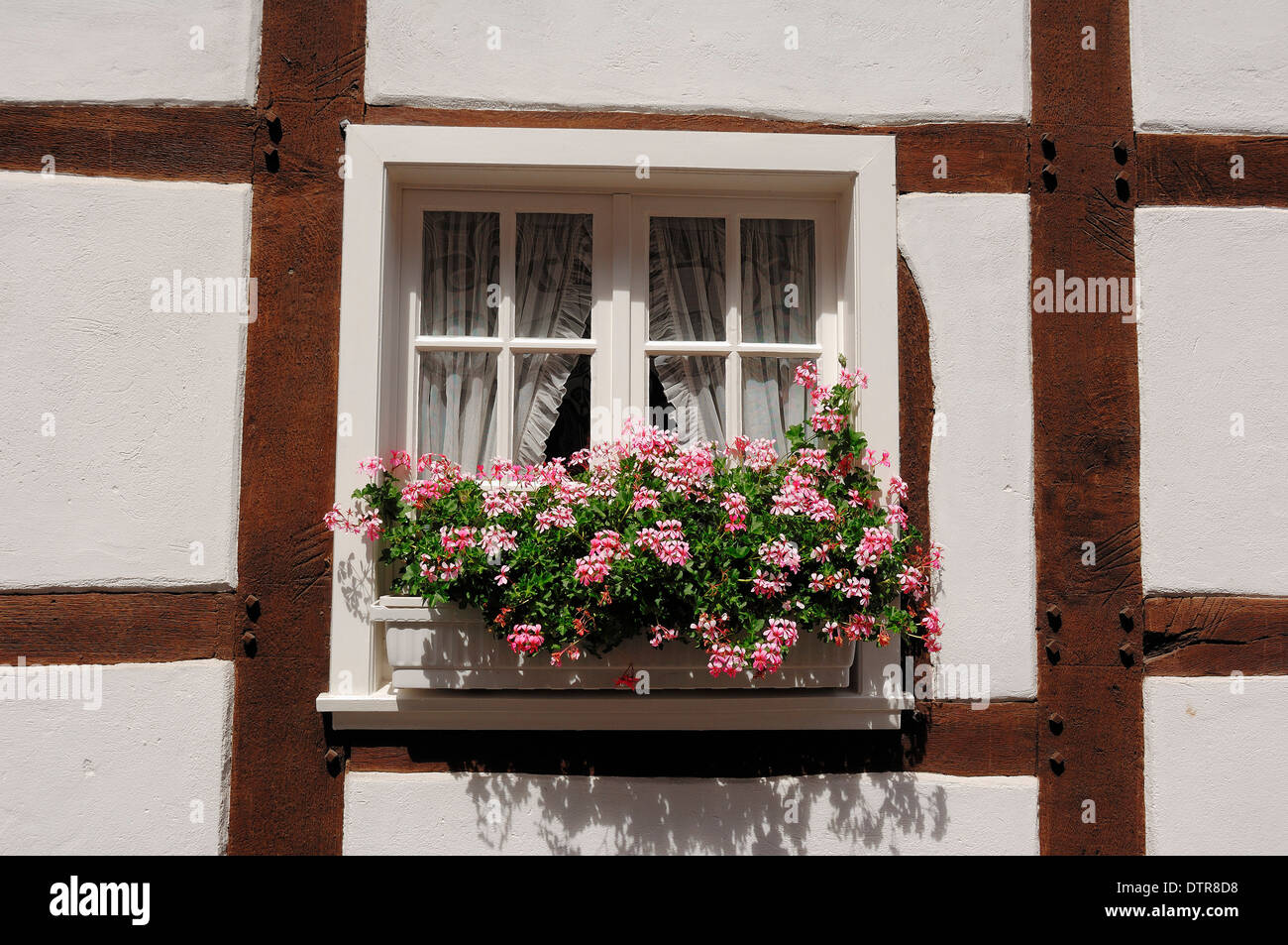 Gerani in fiore in fiore casella nella finestra, Drubbel, Ennigerloh, Munsterland, Nord Reno-Westfalia, Germania Foto Stock