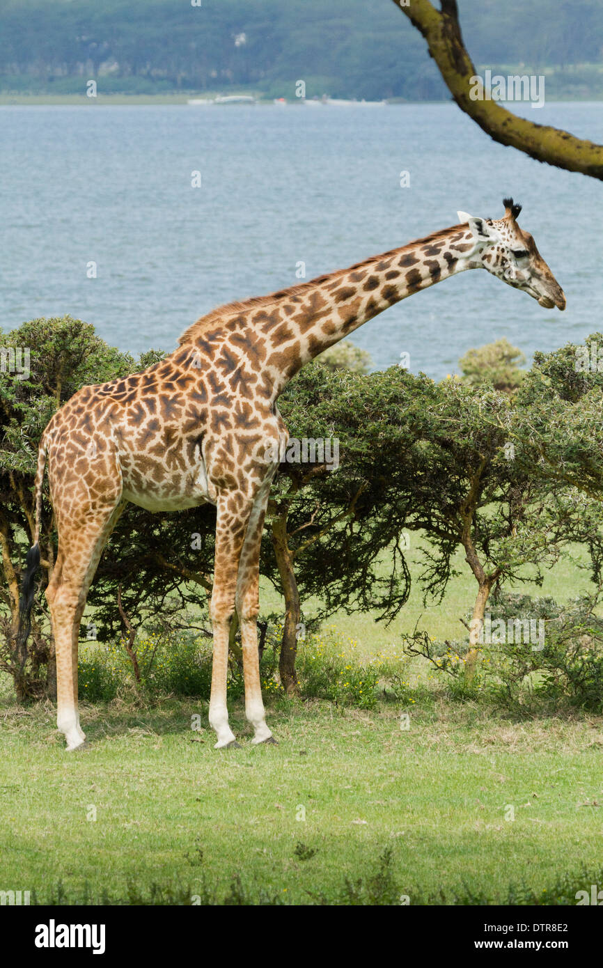 Un Masai Giraffe (Giraffa camelopardalis tippelskirchi) sotto un albero di Acacia Foto Stock