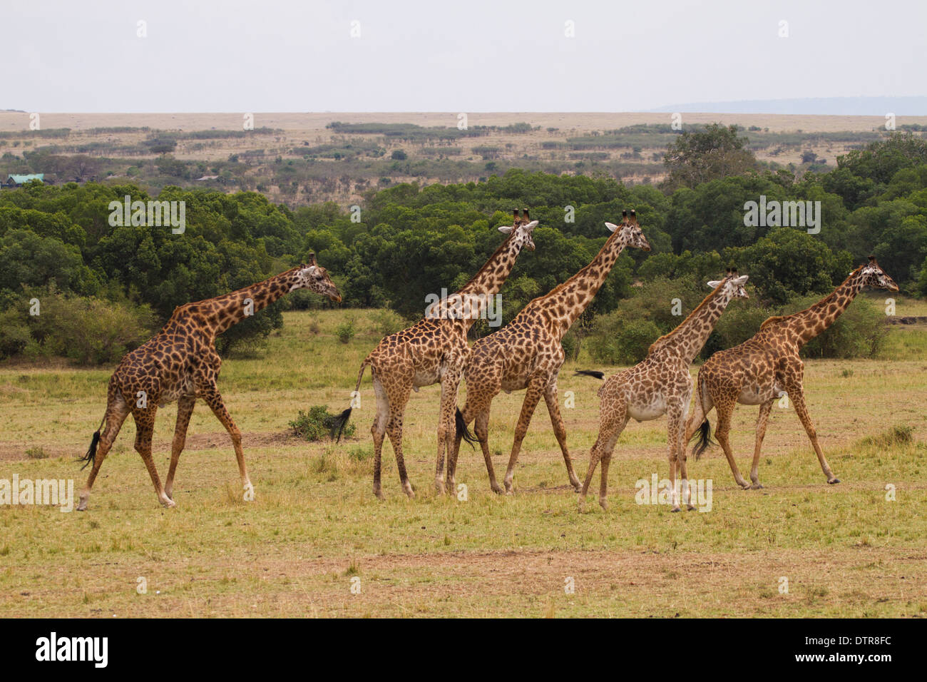 Una mandria di Masai Giraffe (Giraffa camelopardalis tippelskirchi) Foto Stock