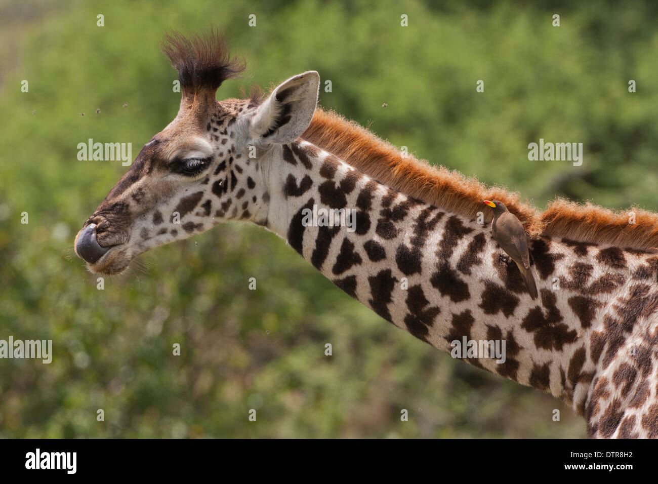 Close-up di un Masai Giraffe (Giraffa camelopardalis tippelskirchi) Foto Stock