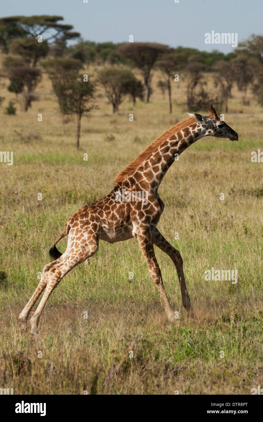 Un bambino Masai Giraffe (Giraffa camelopardalis tippelskirchi) Foto Stock