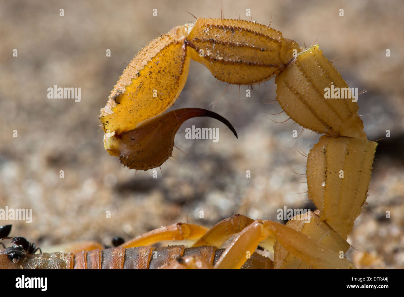 Close up della coda e il pungiglione di scorpione (Parabuthus mosambicensis) Foto Stock