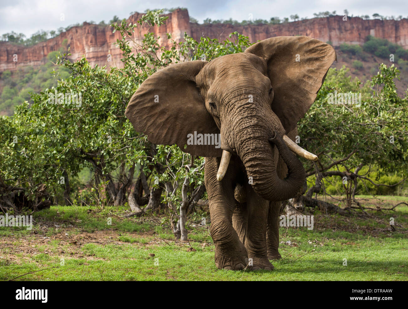 Vista frontale di un elefante di dare una carica di simulazione Foto Stock