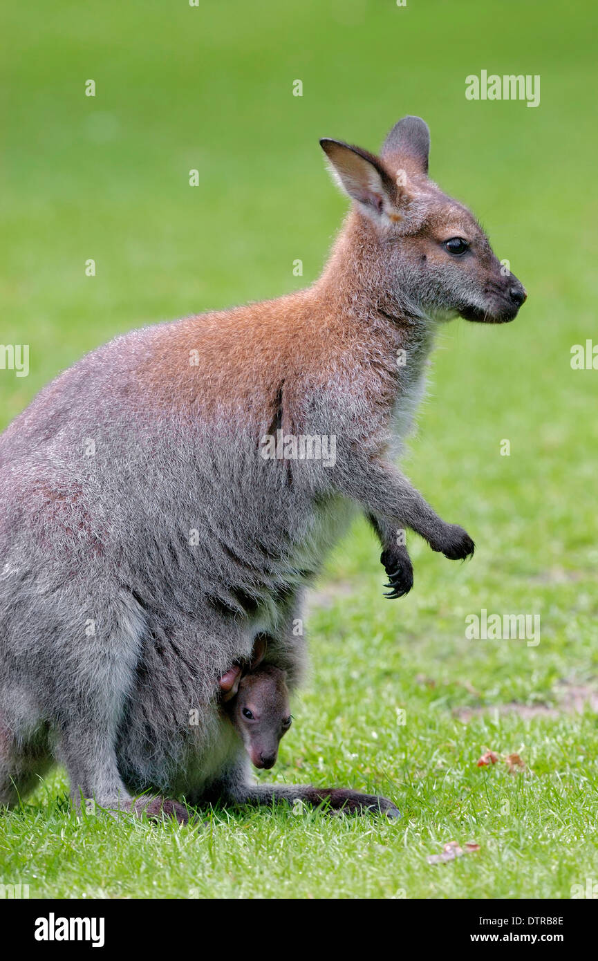Rosso-un wallaby dal collo, femmina con joey / (Macropus rufogriseus) / Bennetts Wallaby Foto Stock